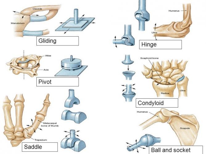 The Six Types of Diarthrodial Joints