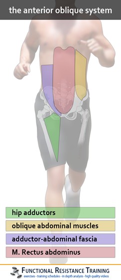 The Anterior Oblique System