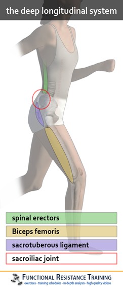 The Deep Longitudinal System
