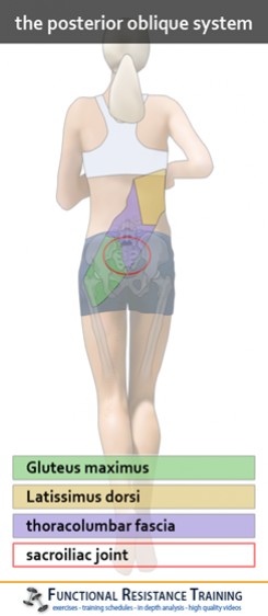 The Posterior Oblique System