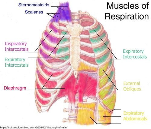 The Muscles of Breathing