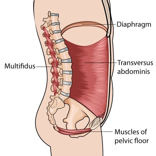 The Abdominal Canister