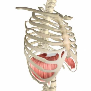 Diaphragm