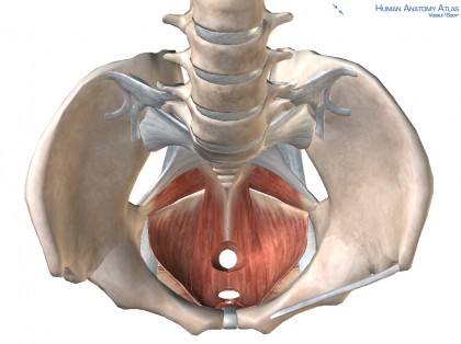 Pelvic Floor Muscles