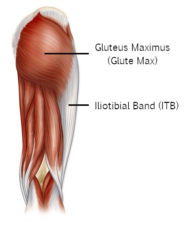 Gluteus Maximus and the iliotibial band
