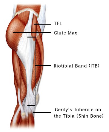 The iliotibial band running from the TFL and Glute Max to Gerdy's Tubercle on the tibia