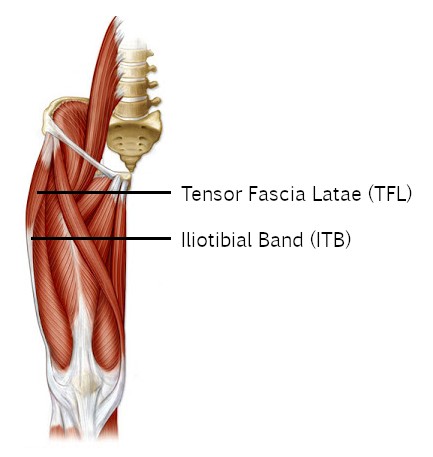 Tensor Fascia Latae (TFL) and the iliotibial band