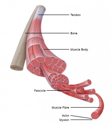 The Structure of a Muscle
