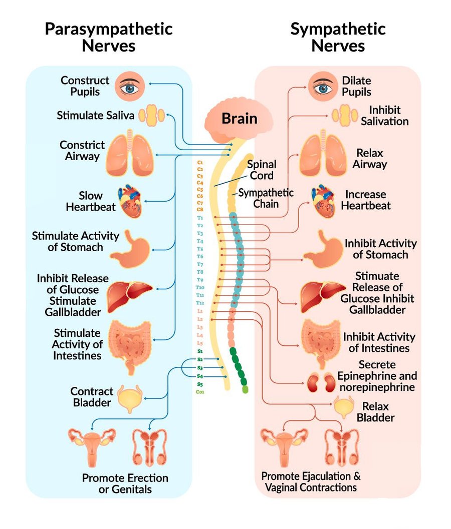 Actions of the Parasympathetic and Sympathetic Nervous System on the Organs