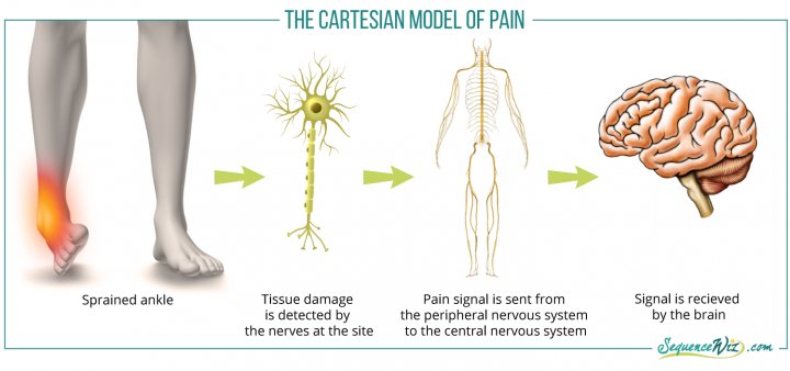 The Cartesian Pain Model