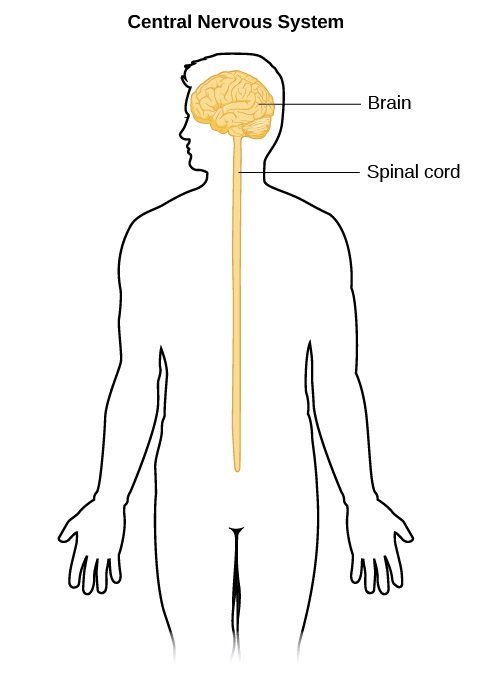 The Parts of the Central Nervous System