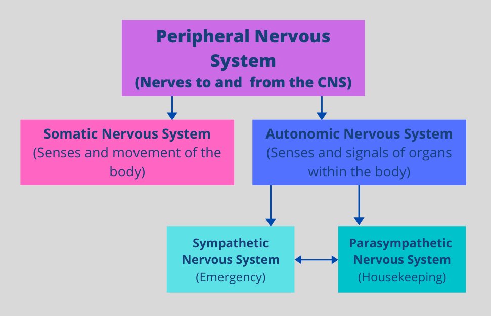 Divisions of the Peripheral Nervous System