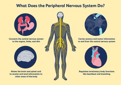 Main Functions of the Peripheral Nervous System