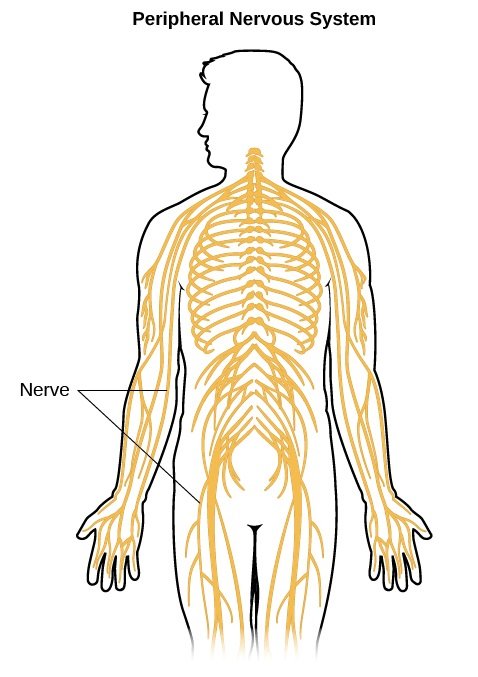 The Parts of the Peripheral Nervous System