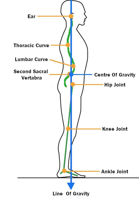 Optimal Posture