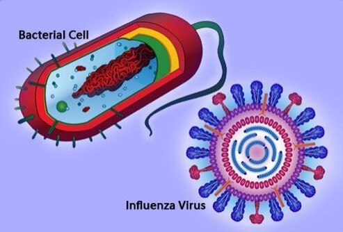 Different Structures Between Virus and Bacteria