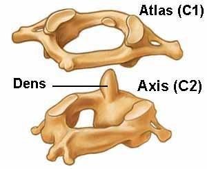 C1 and C2 Anatomy