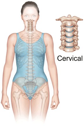 The Cervical Spine