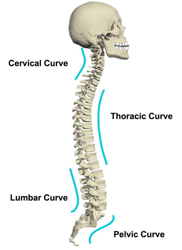 Spinal Curves