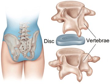 Intervertebral Disc