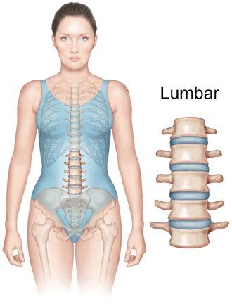 The Lumbar Spine