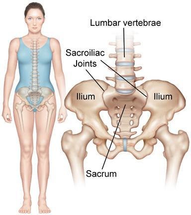 The Sacrum and the Pelvis