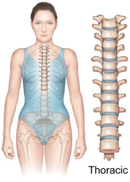 The Thoracic Spine