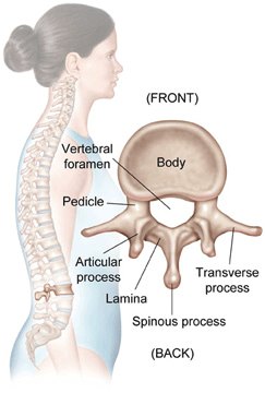 Typical Anatomy of a Vertebra