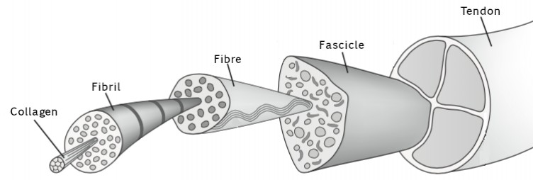 The Structure of a Tendon